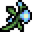 Frostweed